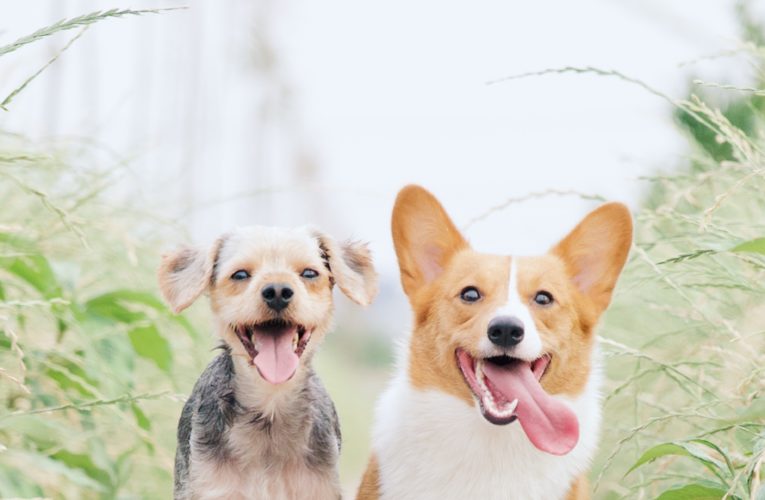 Preventing Home Dog Fights in Lakewood