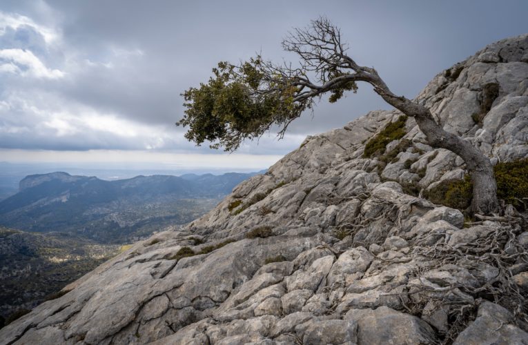 Lakewood: The Importance of Resilience in Overcoming Trauma